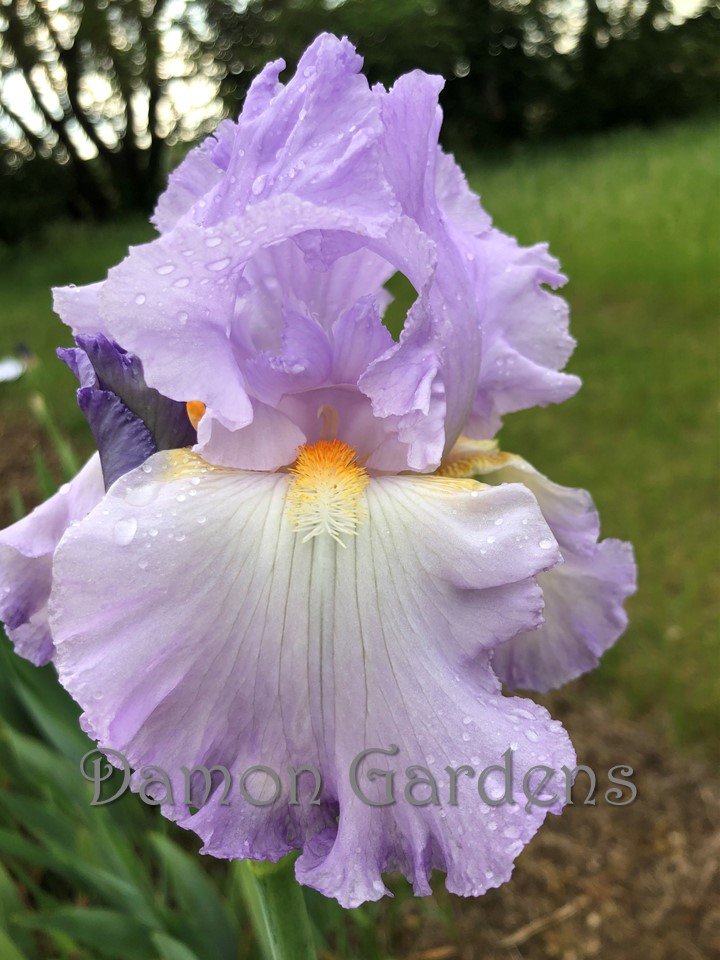 Iris Rippling Waters